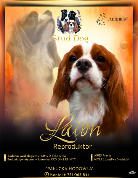 Zdjęcie na okładce dla Apisdesign